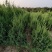 塔柏树1米高塔柏2米塔柏3米高塔柏
