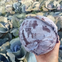 紫甘蓝，出口加工，电商