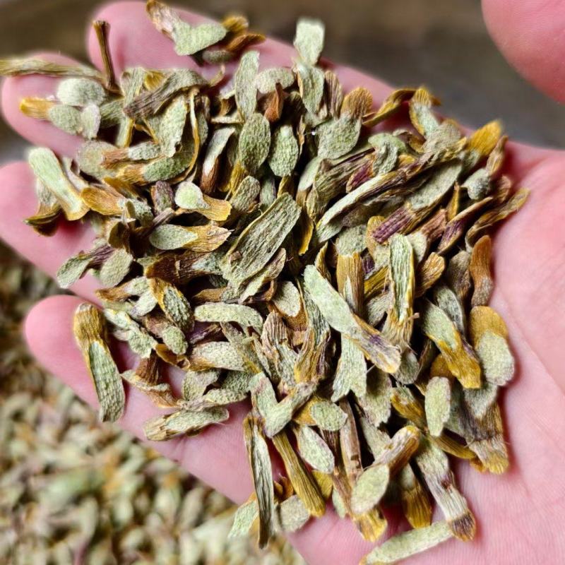 云南思茅铁皮石斛条切片