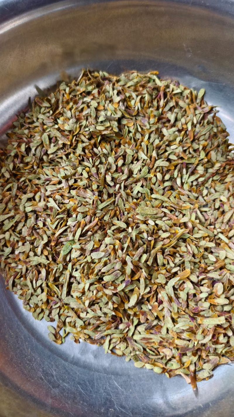 云南思茅铁皮石斛条切片