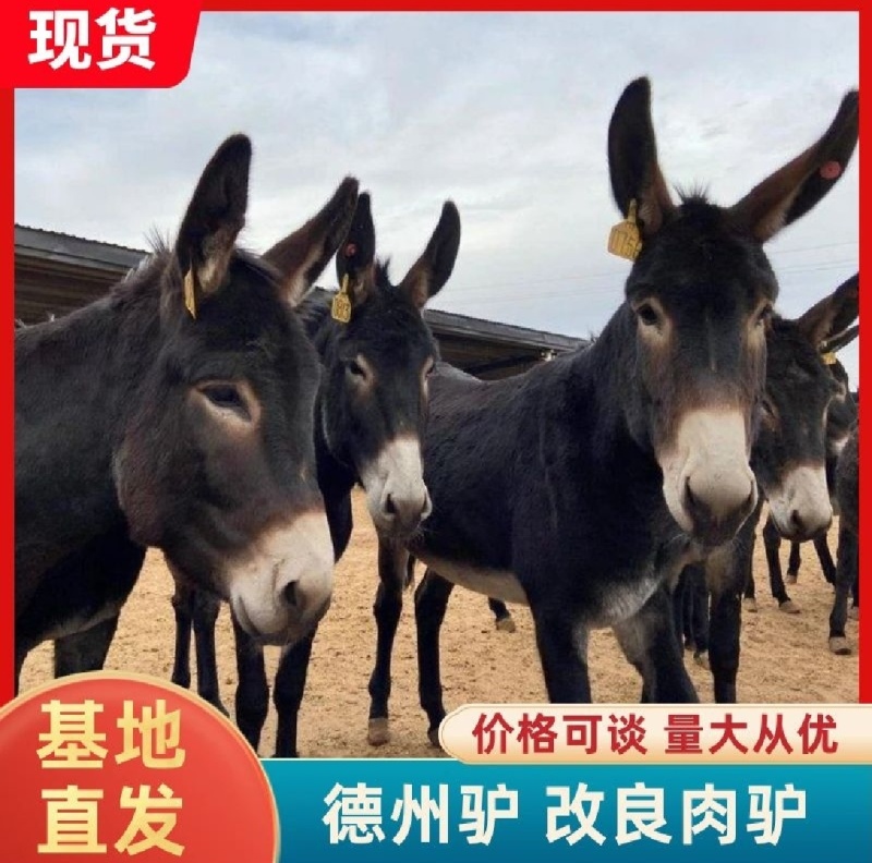 德州肉驴苗改良肉驴生长快个体大适应各地养殖包送到家可回收