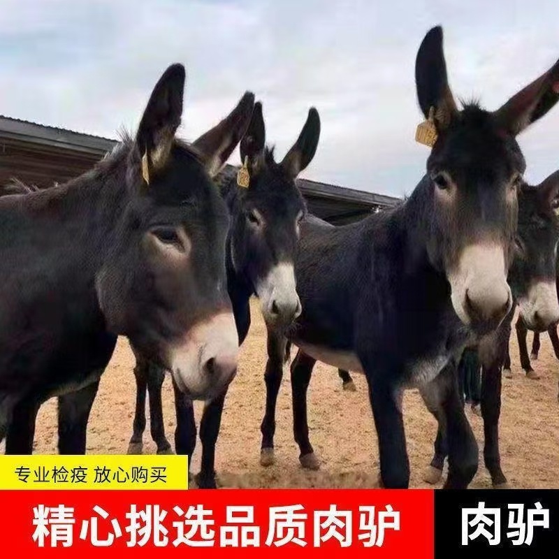 德州肉驴苗改良肉驴生长快个体大适应各地养殖包送到家可回收
