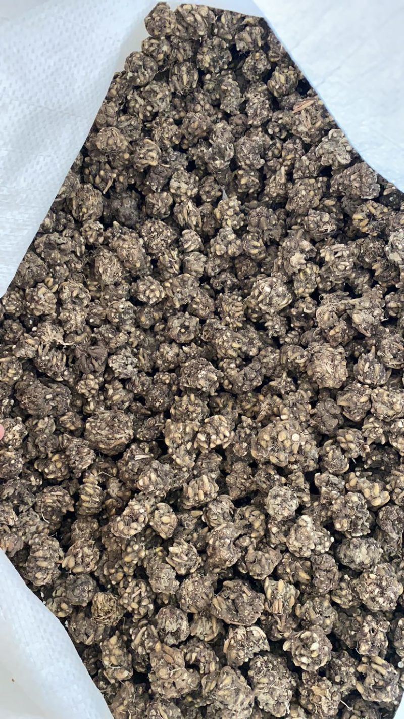 大量供应猫爪草