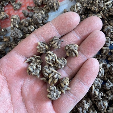大量供应猫爪草