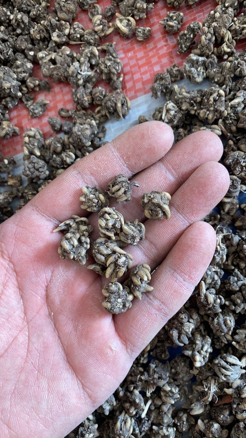 大量供应猫爪草
