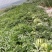陕西汉中大棚精品美都8～12斤头茬《产地直发》