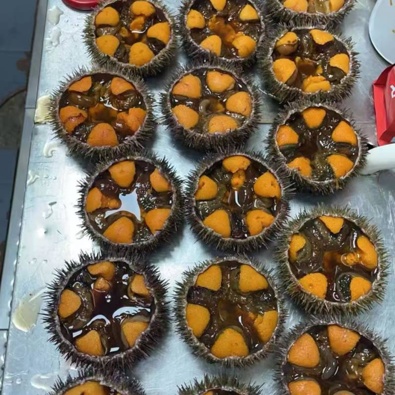 大连马粪海胆，吊笼，底播，大小马胆
