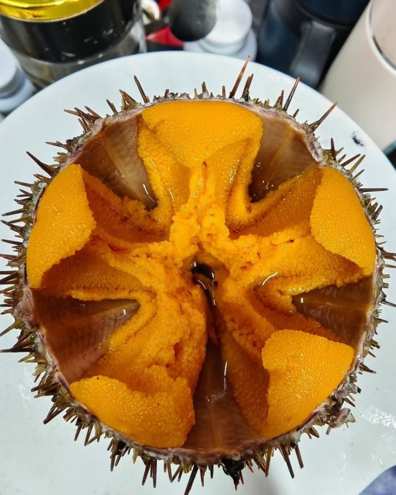 大连马粪海胆，吊笼，底播，大小马胆
