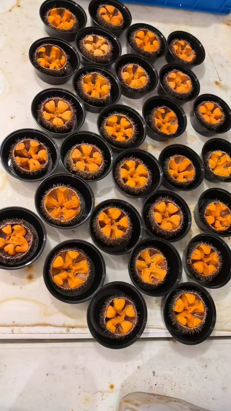 大连马粪海胆，吊笼，底播，大小马胆