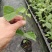 热情百香果苗这是一款新品种值得发展种植可提供种植管理技术