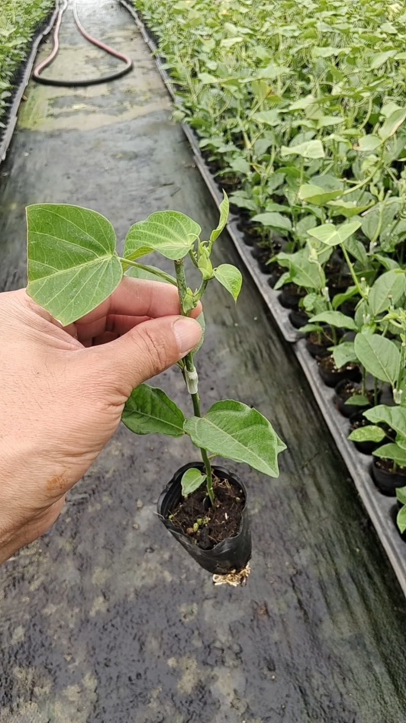 热情百香果苗这是一款新品种值得发展种植可提供种植管理技术