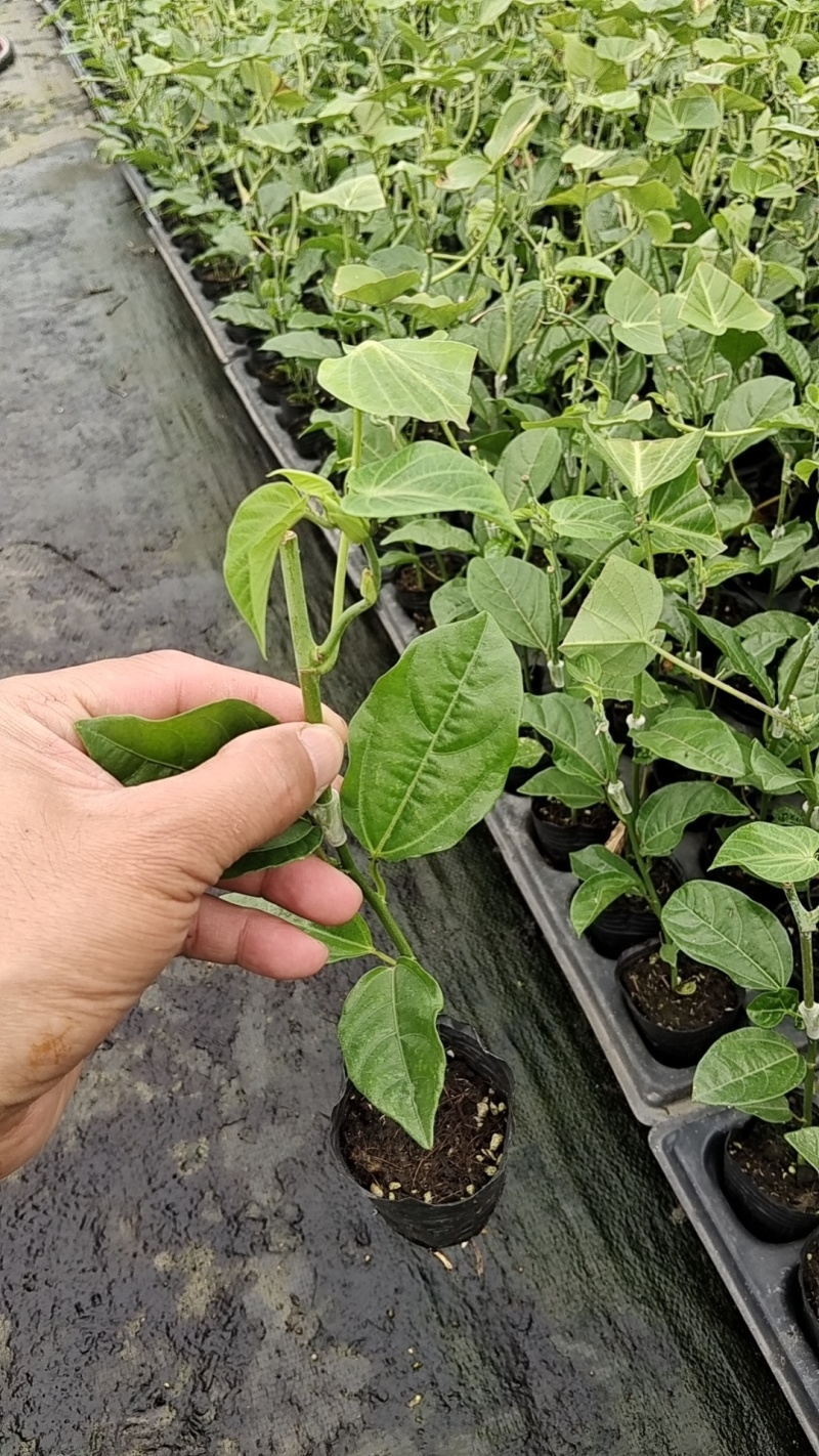 热情百香果苗这是一款新品种值得发展种植可提供种植管理技术