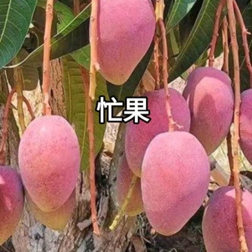 攀枝花芒果精品贵妃芒对接各大平台一件代发饮料加工厂