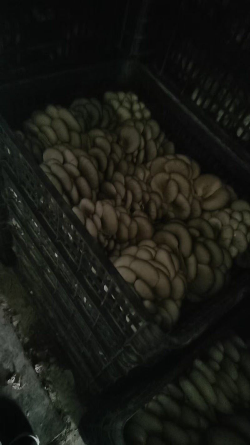 平菇