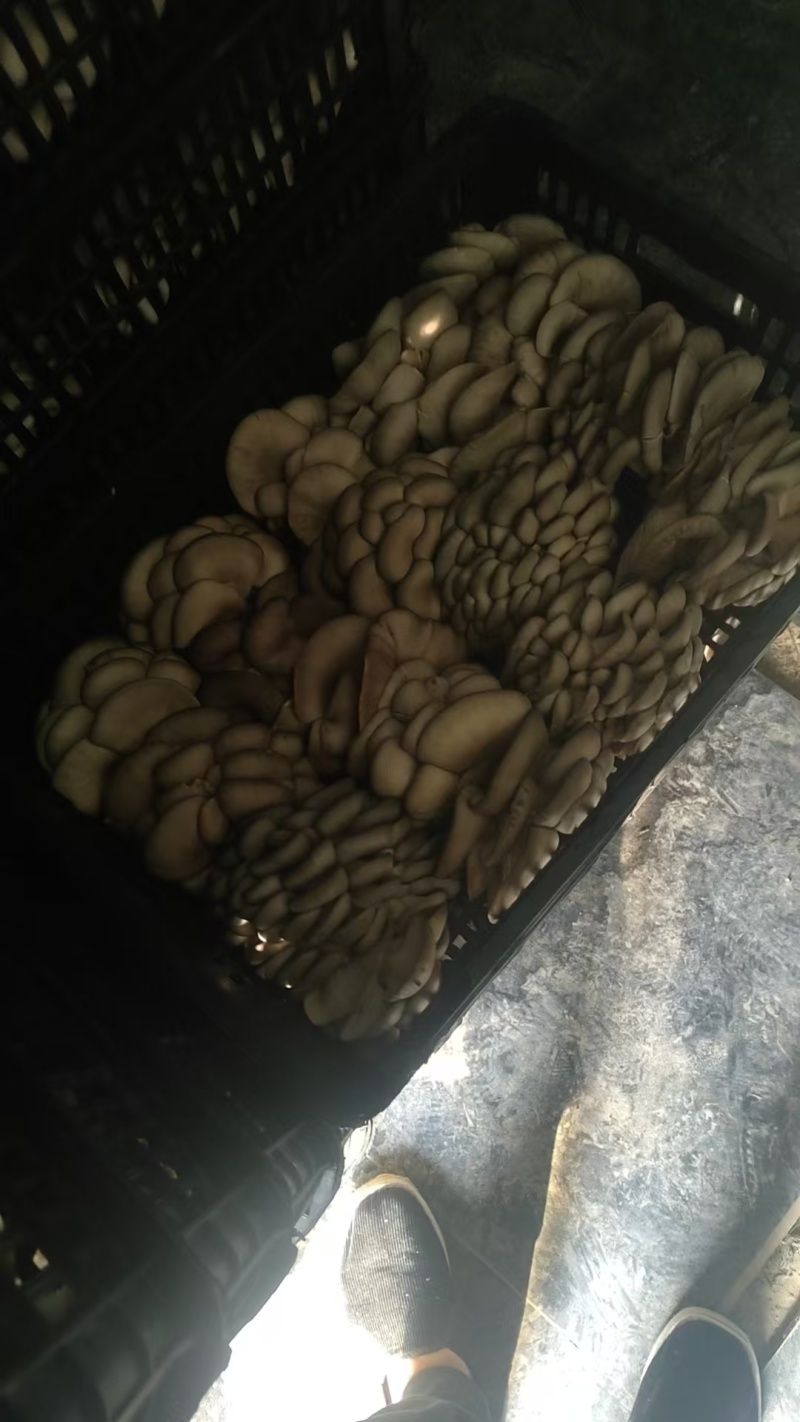 平菇