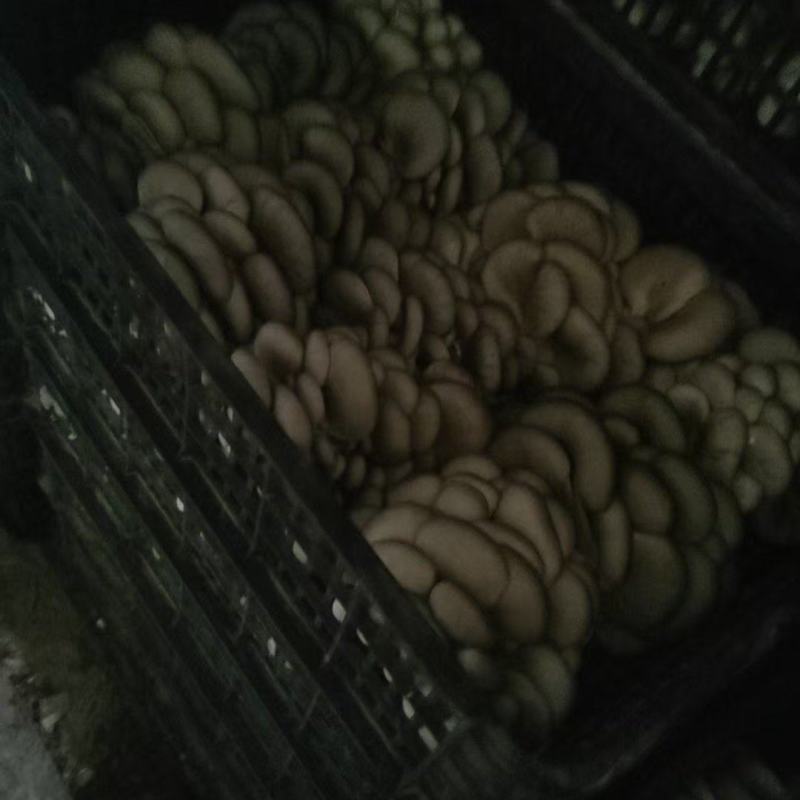 平菇