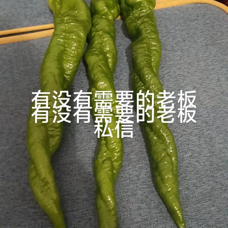 大果螺丝椒