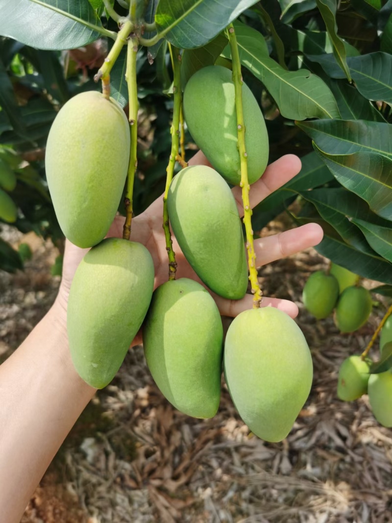 攀枝花芒果精品贵妃芒对接各大平台一件代发饮料加工厂