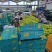 攀枝花芒果精品贵妃芒对接各大平台一件代发饮料加工厂