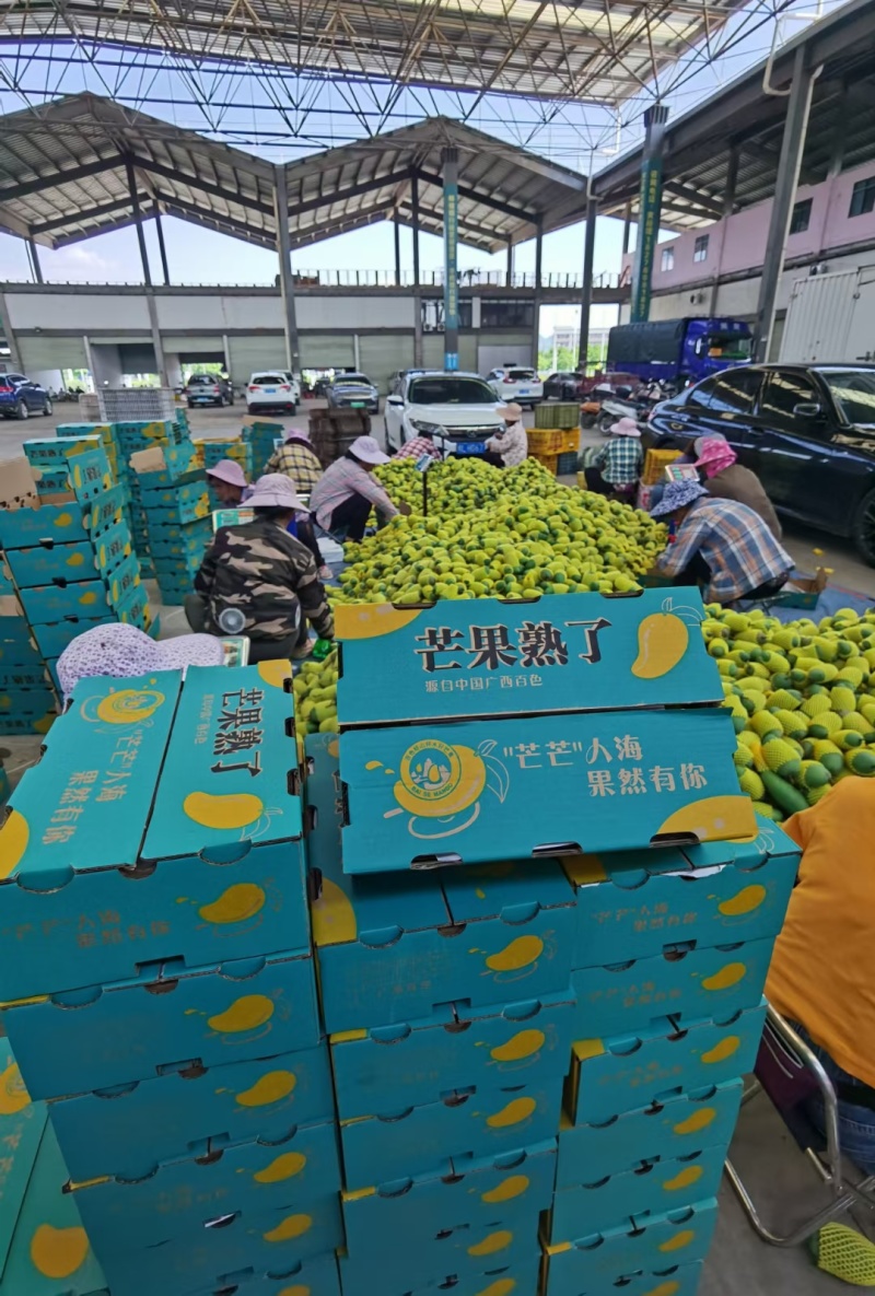 攀枝花芒果精品贵妃芒对接各大平台一件代发饮料加工厂