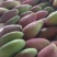 攀枝花贵妃芒果上市了，欢迎各位老板前来洽谈，