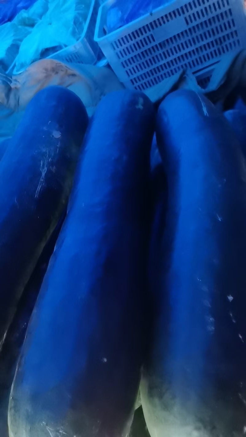 山东大棚黑皮冬瓜