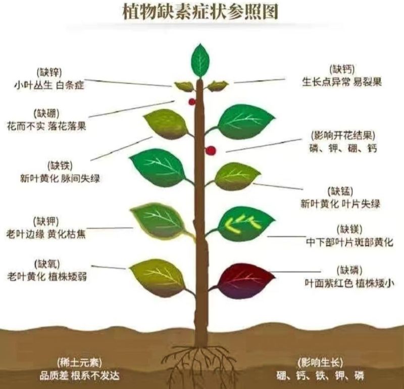 【膨果防裂上色增甜】钙镁铁锌硼五素同补中量元素水溶肥