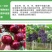 【膨果防裂上色增甜】钙镁铁锌硼五素同补中量元素水溶肥
