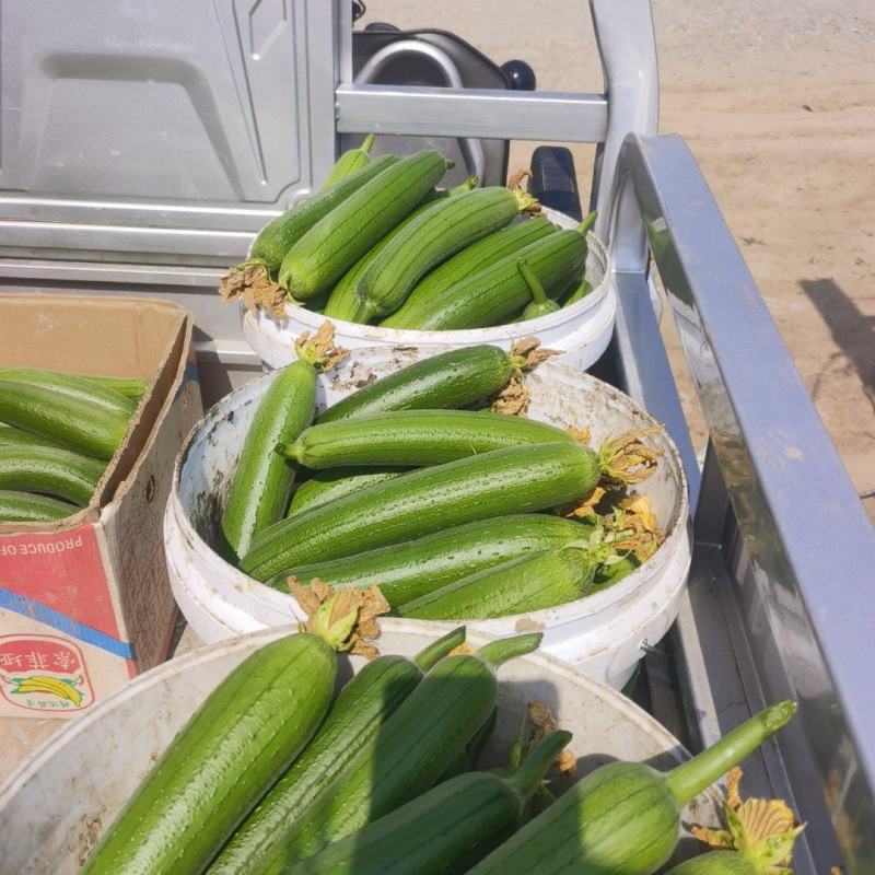 油皮小丝瓜