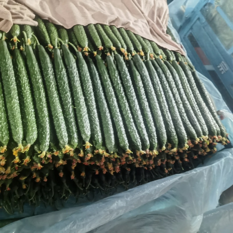 山东兰陵精品带刺黄瓜大量上市
