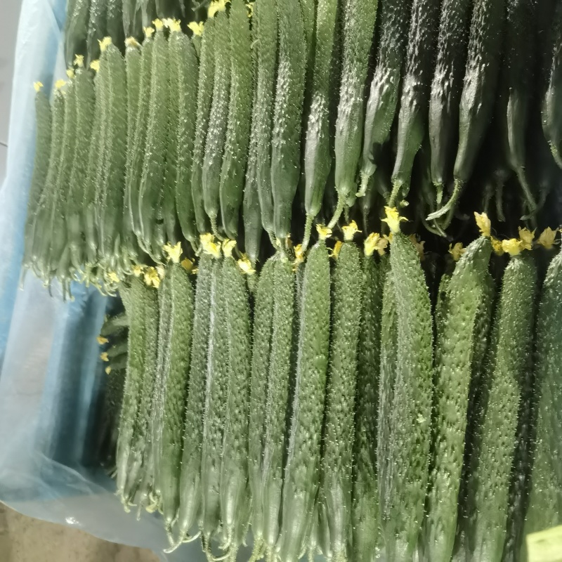 山东兰陵精品带刺黄瓜大量上市
