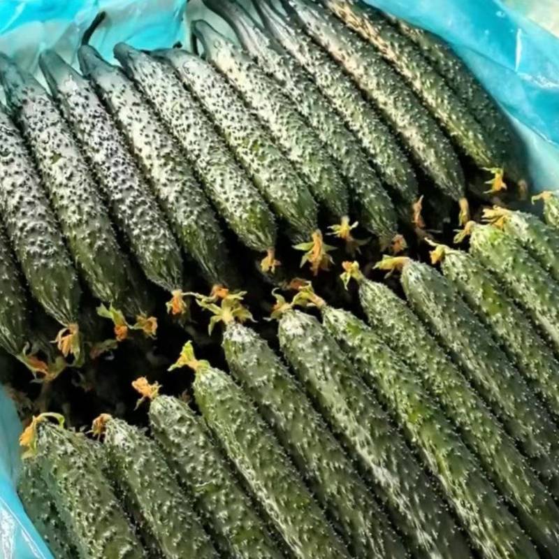 山东兰陵精品带刺黄瓜大量上市