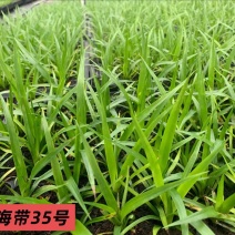 广东龙血树太空铁黑珍珠绿豆青苗