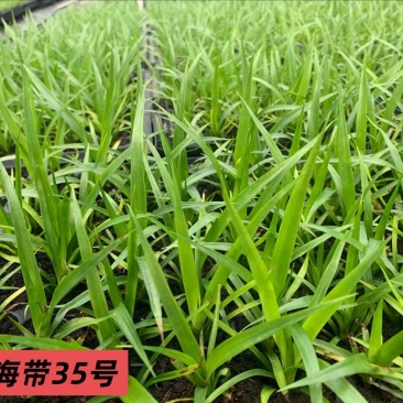 广东龙血树太空铁黑珍珠绿豆青苗