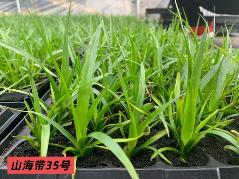广东龙血树太空铁黑珍珠绿豆青苗