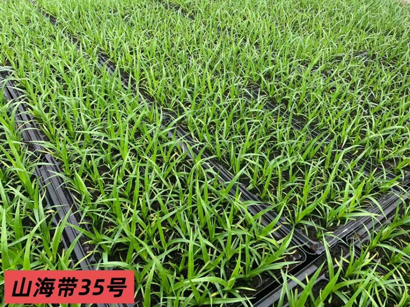 广东龙血树太空铁黑珍珠绿豆青苗