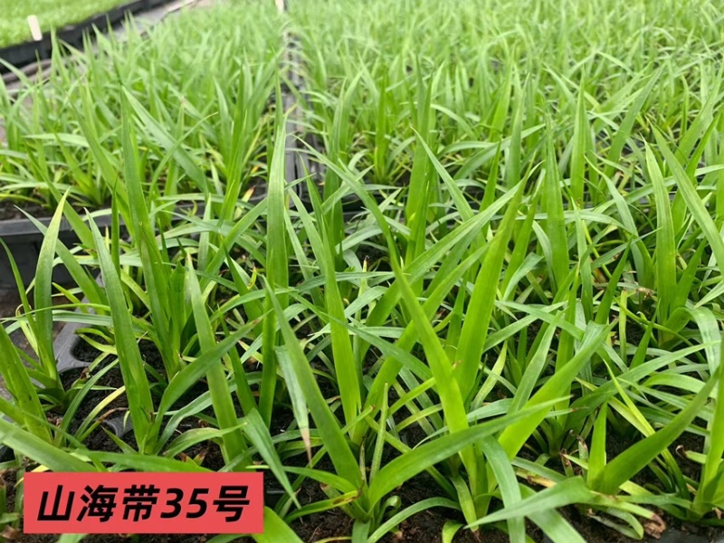 广东龙血树太空铁黑珍珠绿豆青苗