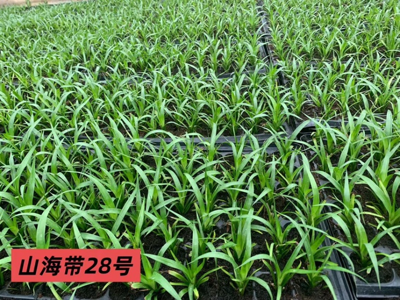 广东龙血树太空铁黑珍珠绿豆青苗