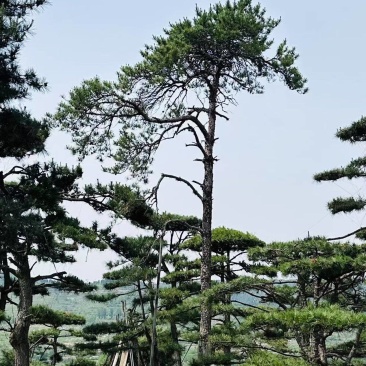 买造型松就来山东济南，性价比超高，庭院松迎客松