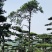 买造型松就来山东济南，性价比超高，庭院松迎客松