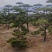 买造型松就来山东济南，性价比超高，庭院松迎客松