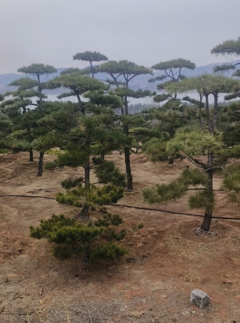 买造型松就来山东济南，性价比超高，庭院松迎客松