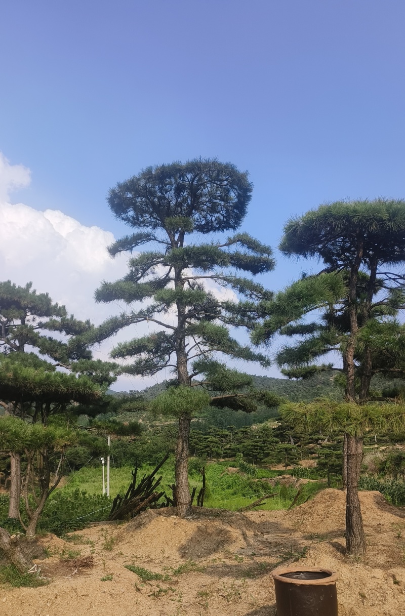 买造型松就来山东济南，性价比超高，庭院松迎客松