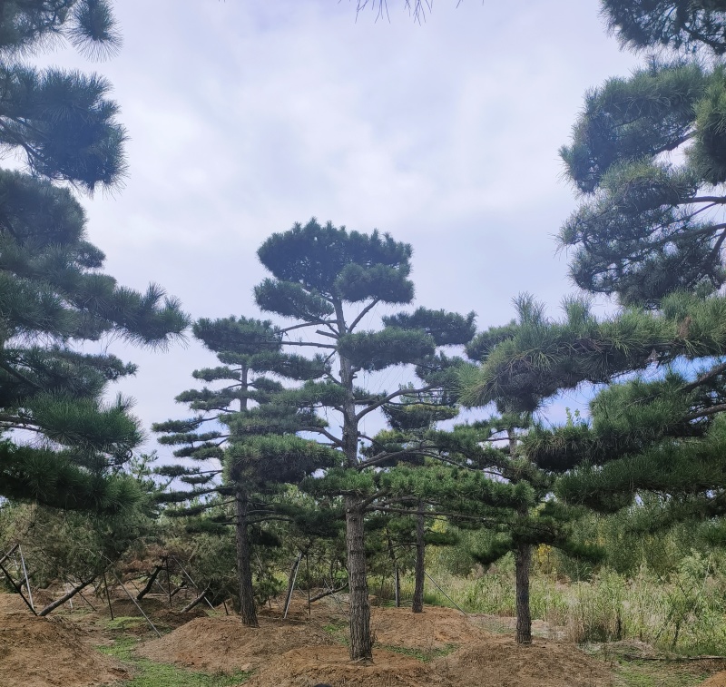 买造型松就来山东济南，性价比超高，庭院松迎客松