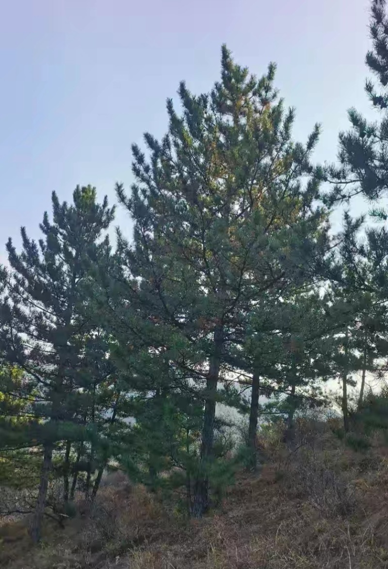 买造型松就来山东济南，性价比超高，庭院松迎客松