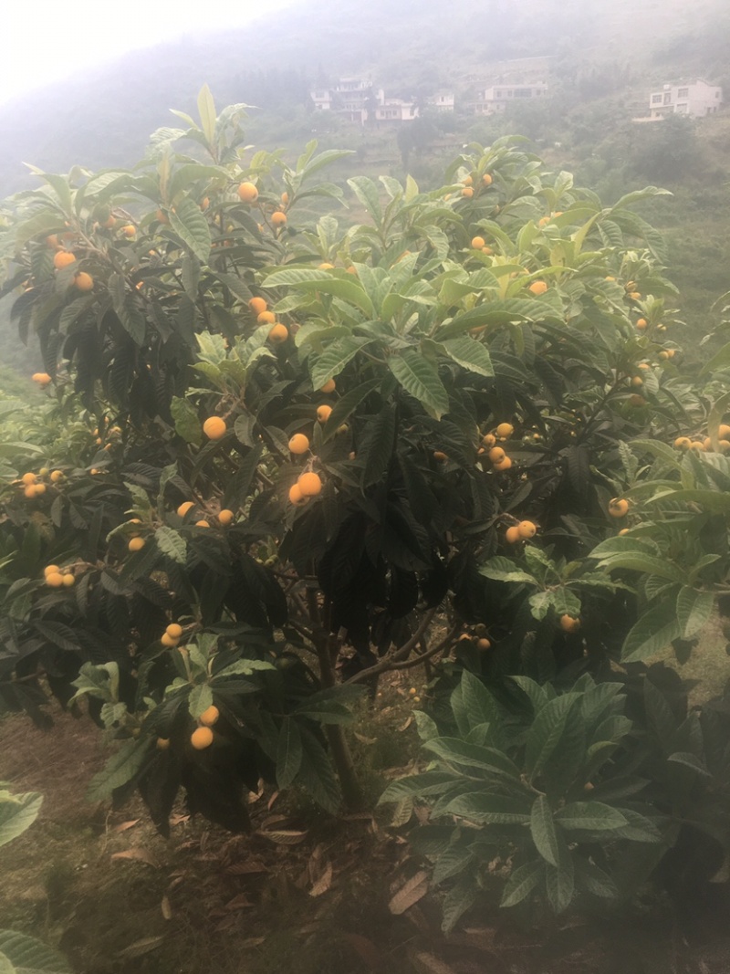 大五星枇杷，基地货源，无中间商