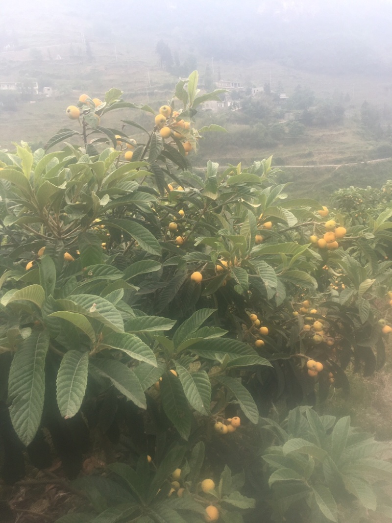 大五星枇杷，基地货源，无中间商