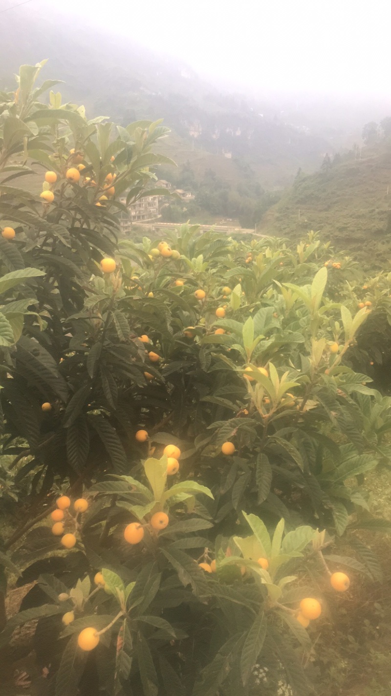 大五星枇杷，基地货源，无中间商