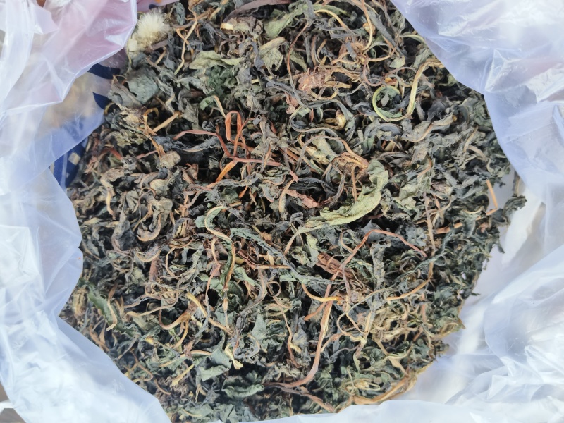 高山蒲公英自然生长，无污染，干净无质，自然凉晒。