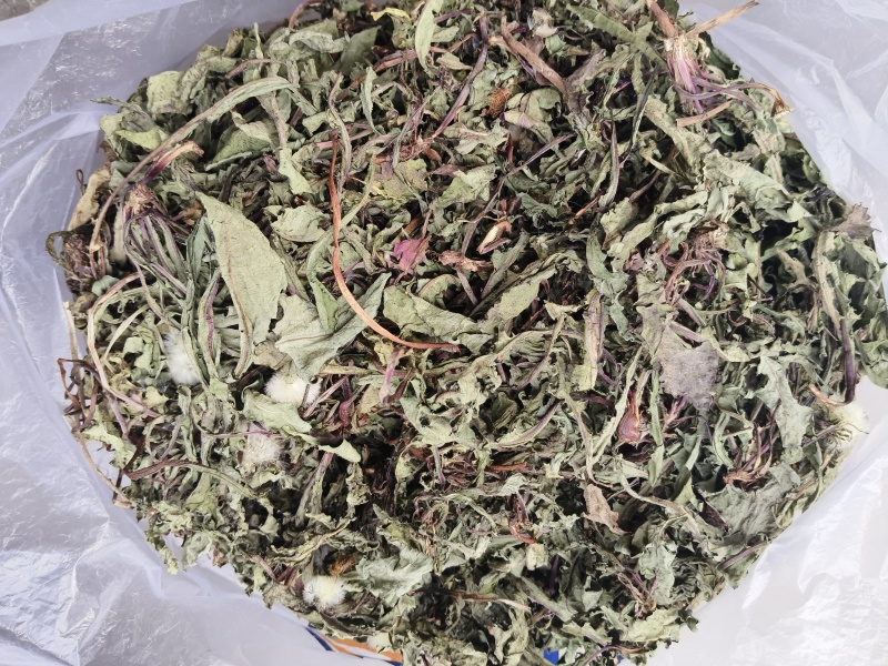 高山蒲公英自然生长，无污染，干净无质，自然凉晒。